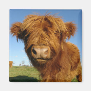 I ditt Ansikte Cow Magnet
