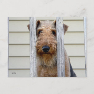 "I Doghouse" Vykort