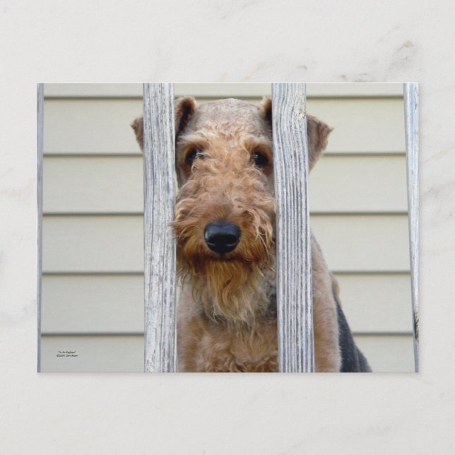 "I Doghouse" Vykort (Framsida)