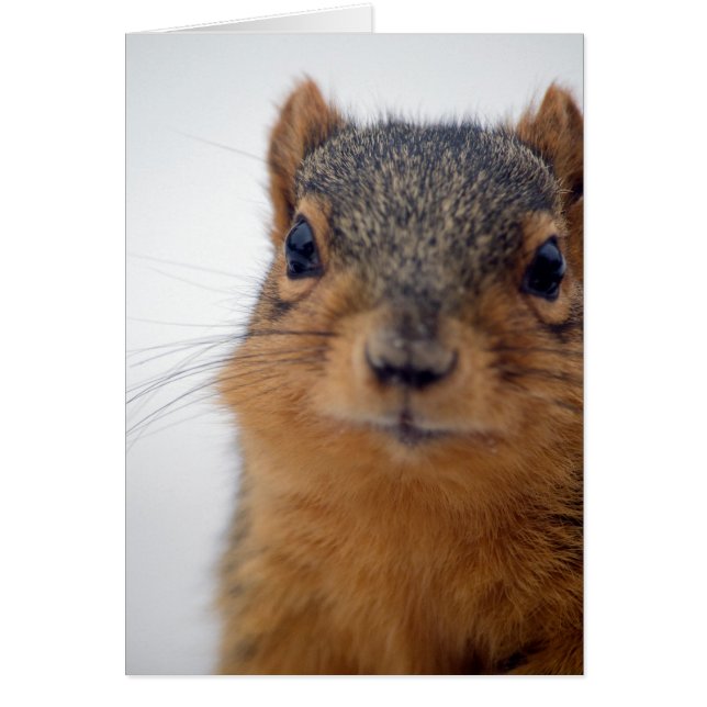 I, ekorre hälsningskort (Framsidan)