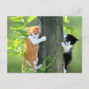 I ett problem nu vykort