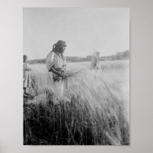 I fält i Boaz i Betlehem Poster