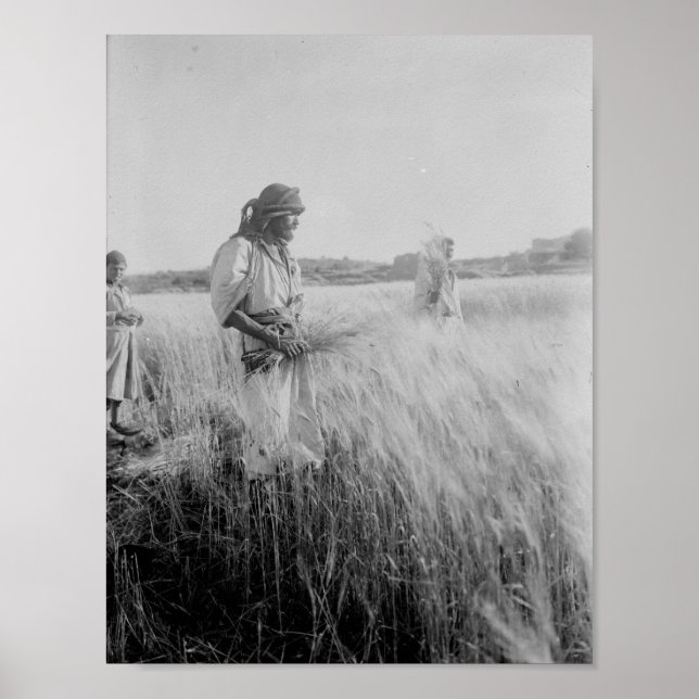 I fält i Boaz i Betlehem Poster (Framsidan)