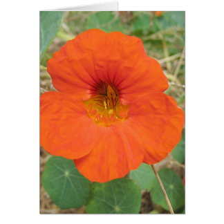 I Flanders fält Hälsningskort