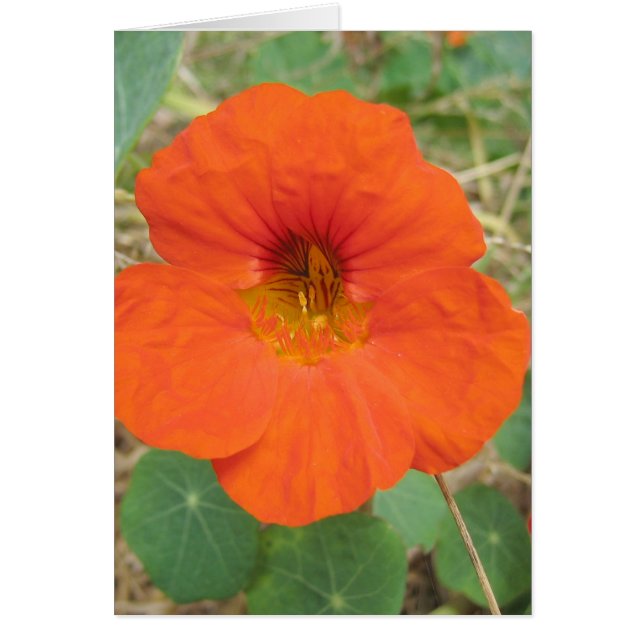 I Flanders fält Hälsningskort (Framsidan)