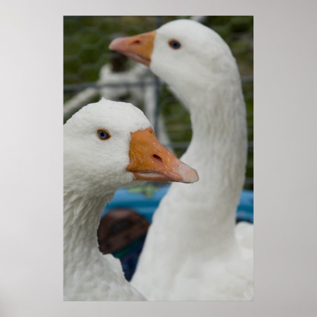 I Fowl Barn Poster (Framsidan)