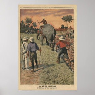 I fransk Kongofloden utbildade elefanten till att Poster