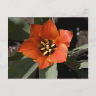 I Fullt Bloom Vykort