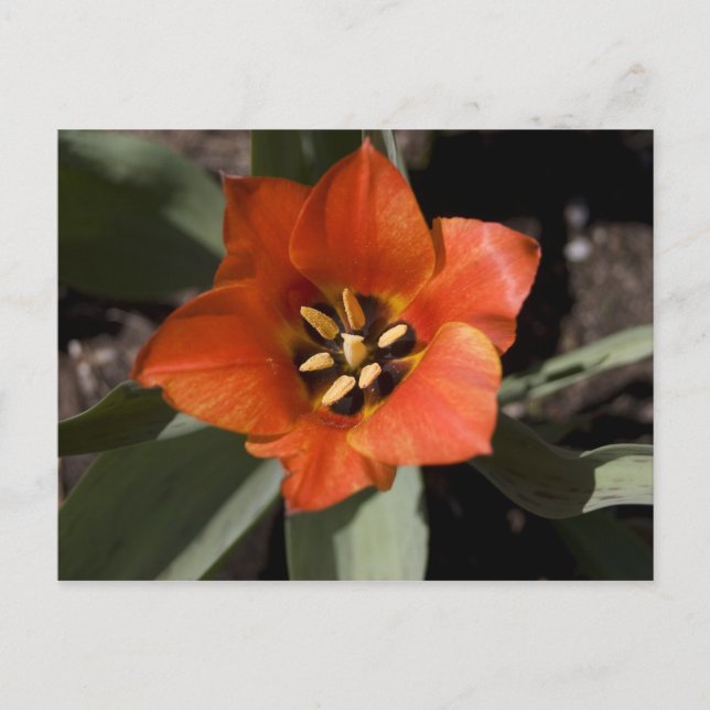 I Fullt Bloom Vykort (Framsida)