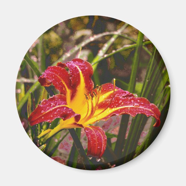 I går Lily After Rain Magnet (Framsidan)
