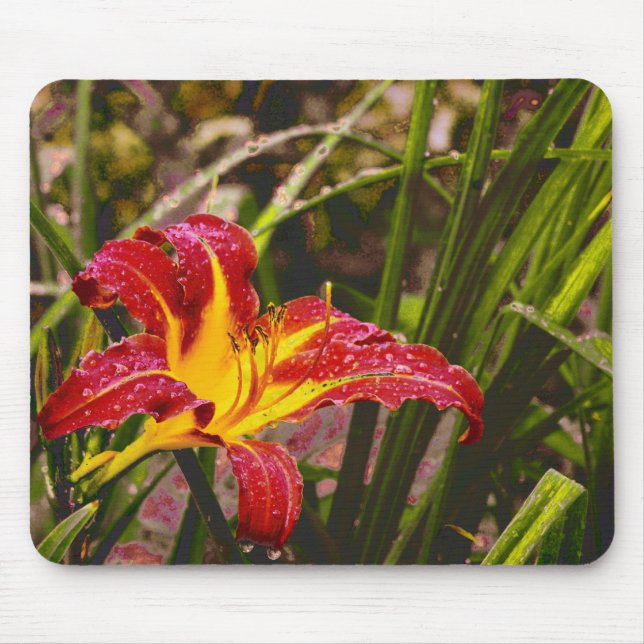 I går Lily After Rain Musmatta (Framsidan)