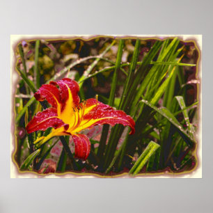 I går Lily After Rain Poster