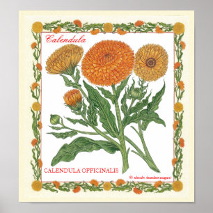 I Garden ~ Calendula Poster