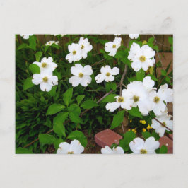 I Garden ~ Dogwood-Blommarna Vykort