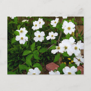 I Garden ~ Dogwood-Blommarna Vykort