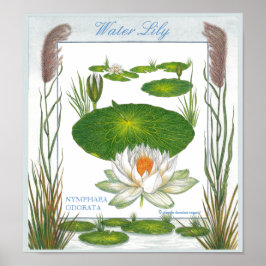 I Garden ~ Vatten Lily Poster