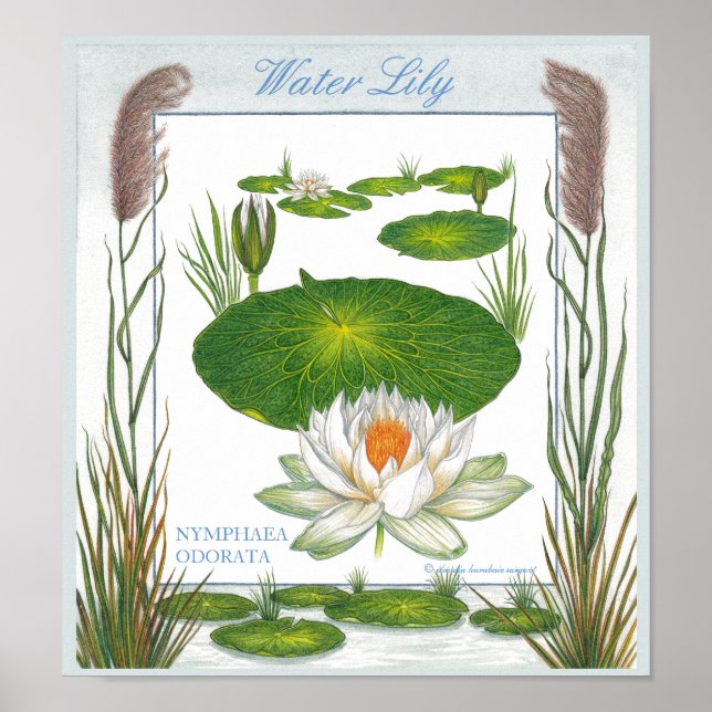 I Garden ~ Vatten Lily Poster (Framsidan)