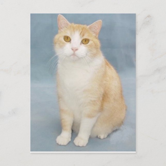 I Ge Up Vykort (Framsida)