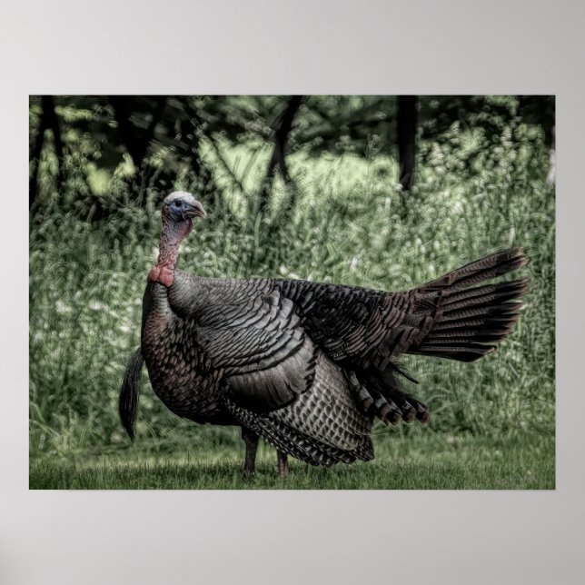 I Grönten Skogen-Sage B&W Poster (Framsidan)