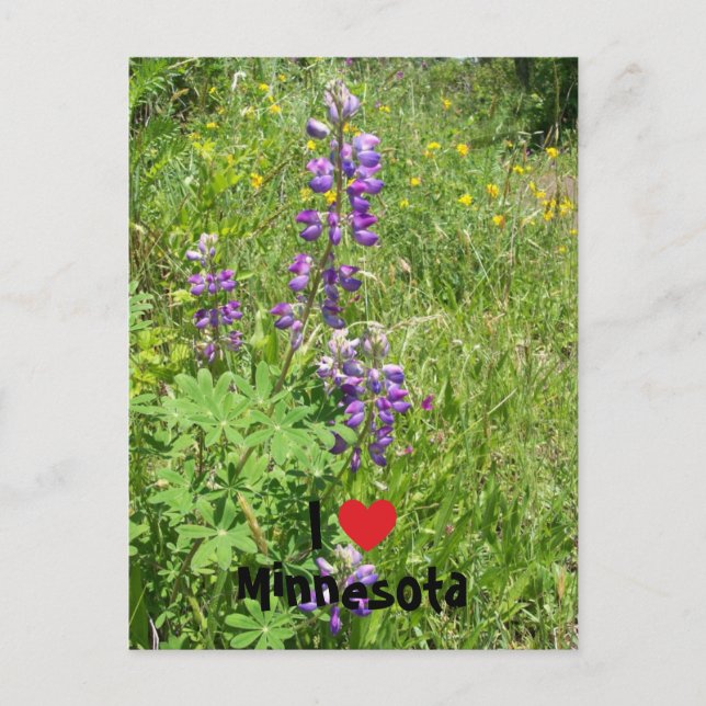 I Heart Minnesota Vykort (Framsida)