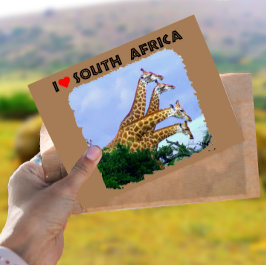I Heart South Afrika 4 Giraffes Vykort