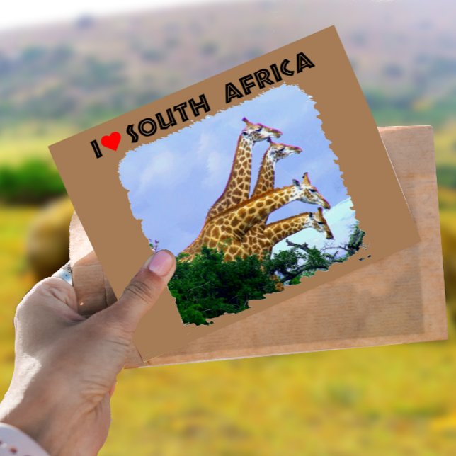 I Heart South Afrika 4 Giraffes Vykort (Skapare uppladdad)