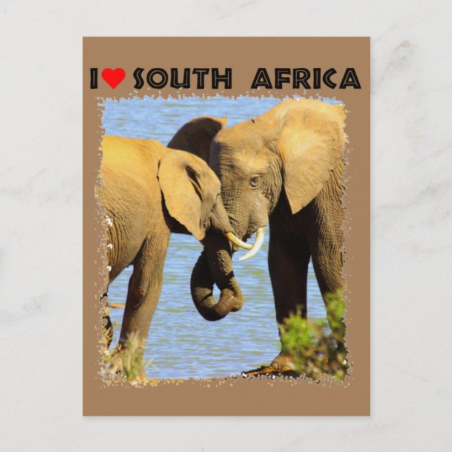 I Heart South Afrika elefanter i kärlek Vykort (Framsida)