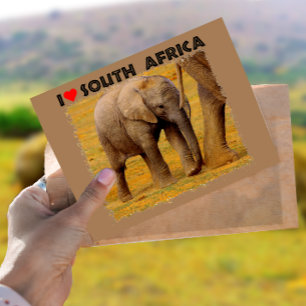I Heart South Afrika Elephant calf Vykort
