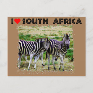 I Heart South Afrika unge zebra-par Vykort