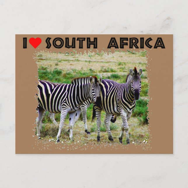 I Heart South Afrika unge zebra-par Vykort (Framsida)