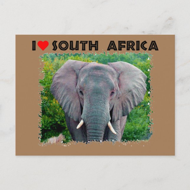 I Heart South Afrika, ungtjur elefant Vykort (Framsida)