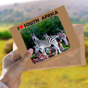 I Heart South Afrika Zebra Aloe Vykort