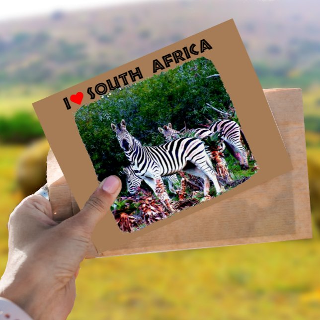 I Heart South Afrika Zebra Aloe Vykort (Skapare uppladdad)