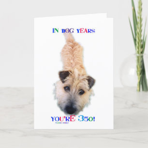 I Hund är du 350 Kort