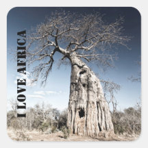 I kärlek Afrika Baobab Träd foto