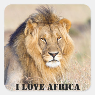 I kärlek Afrika Majestic lejon foto Fyrkantigt Klistermärke