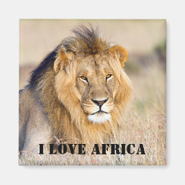 I kärlek Afrika Majestic lejon foto Magnet