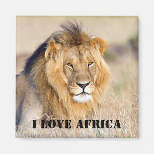 I kärlek Afrika Majestic lejon foto Magnet