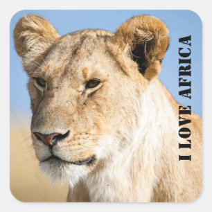 I kärlek Afrika Porträtt i ett lionfritt foto Fyrkantigt Klistermärke