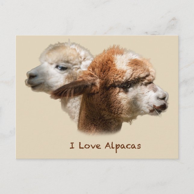I Kärlek Alpacas Postkort Vykort (Framsida)