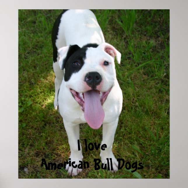 I Kärlek American Bull Dogs Poster (Framsidan)