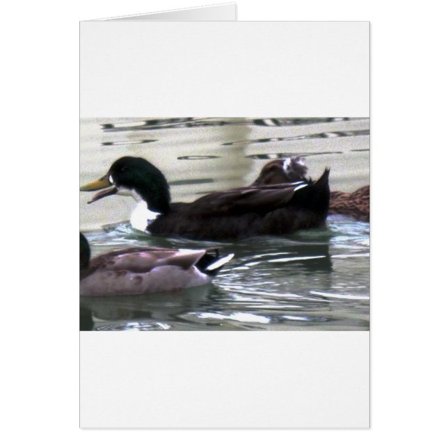 I KÄRLEK ANKA HÄLSNINGSKORT (Framsidan)