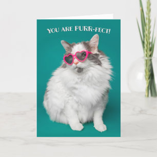 I Kärlek är du en ren katt i solglasögon Helgkort