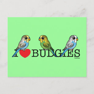 I Kärlek Budgies Vykort