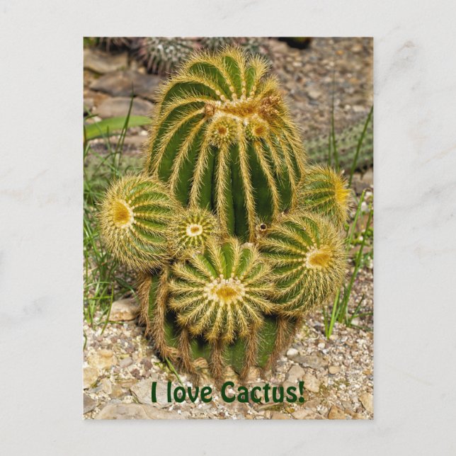 I kärlek Cactus vykort (Framsida)