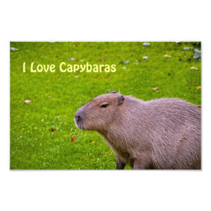 I Kärlek Capybaras Photo EnUtvidgning Fototryck
