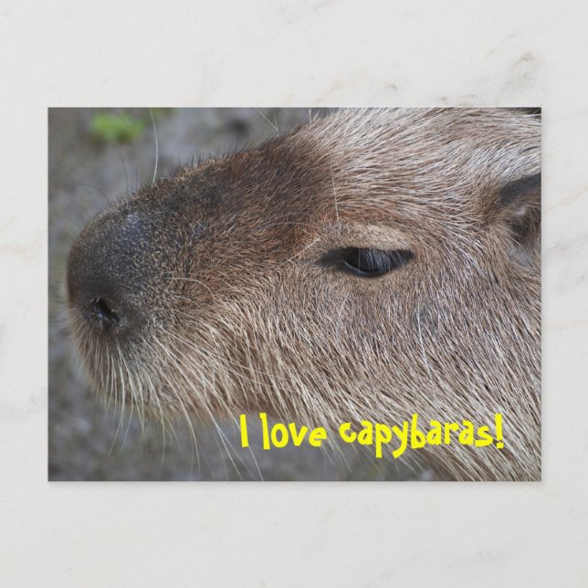I kärlek capybaras vykort (Framsida)