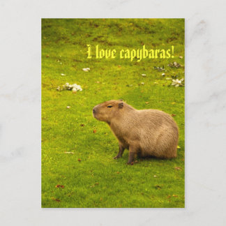 I kärlek capybaras vykort