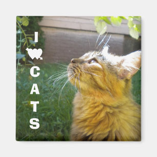 I Kärlek Cats magnet