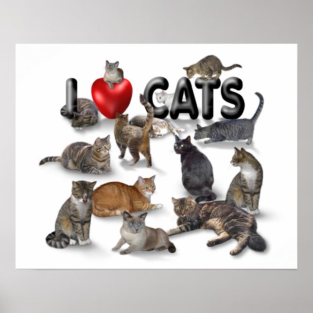 I kärlek Cats Poster (Framsidan)